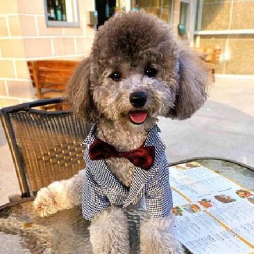 TOMEPETS pet clothing hound tooth check pattern suit for small dog with dark red bowtie five sizes available for doggie clothes