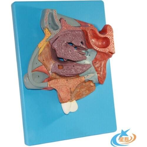 Nasal Anatomical Model Anatomy of Nose and Paranasal Sinuses of Frontal Sinus Turbinate Mucosa Artery Olfactory Neural Model