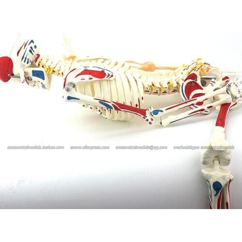 CMAM/12364-1 85 skeleton, flexile,muscle point, Medical Full Skeleton Anatomical Human Model