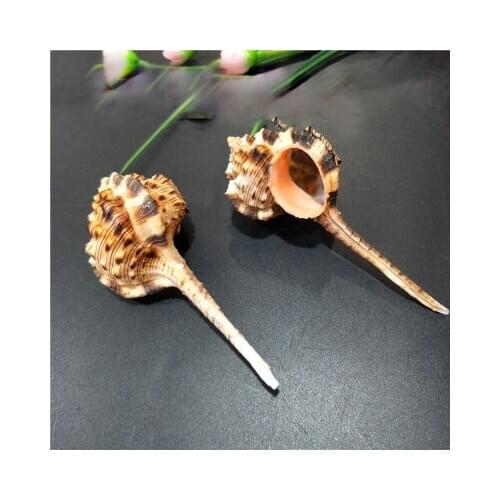 Mediterranean conch shell manufacturers wholesale tourist commemorative various landscaping decorations rare specimens of conch