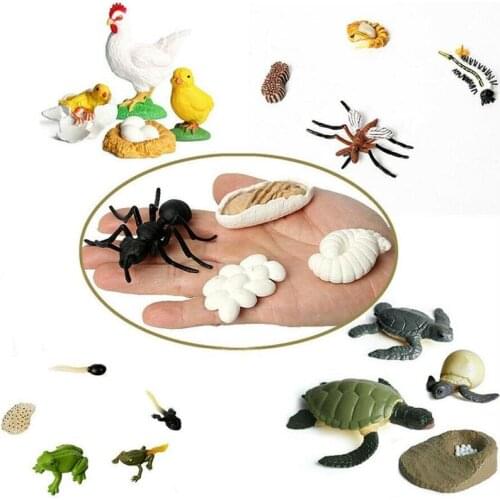 Frog Ant Mosquito Sea Turtle Chicken Butterfly Growth Cycle Model Figures Toys Simulation Animals Life Cycle Animal Figurines