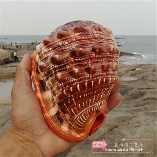 NATURAL CONCH SHELL COLLECTION GIFT HOME DECORATION CREATIVE DISPLAY MEDITERRANEAN SPECIMENS SEA SNAIL MICRO-LANDSCAPE ORNAMENTS
