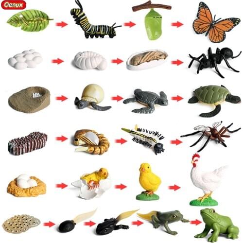 Oenux Animals Growth Cycle Model Simulation Butterfly Hen Turtle Frog Action Figures Figurine Lovely Baby Educational Kids Toy