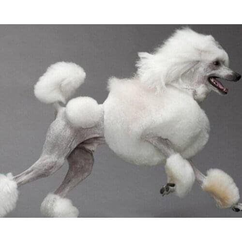 5D Diy Diamond Painting Poodle picture The smartest dog Cross Stitch Mosaic diamond Embroidery animal Wedding Decorations