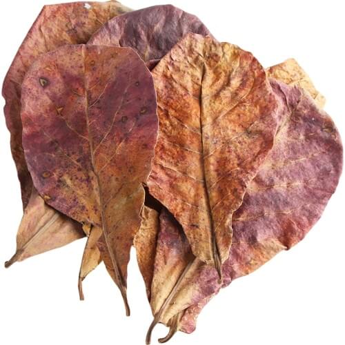 20PCS Natural Terminalia Catappa Leaves Aquarium Decoration Fish Tank Promote Reproduction Water Treatment Aquarium Accessories