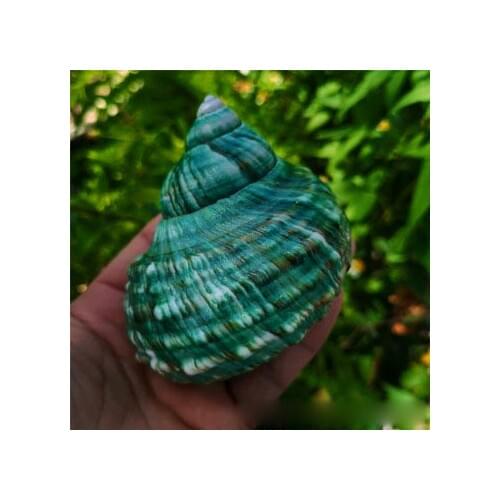 Natural Conch Shell Green Salamander Home Window Fish Tank Aquarium Landscape Hermit Crab Replacement Shell Photography Props