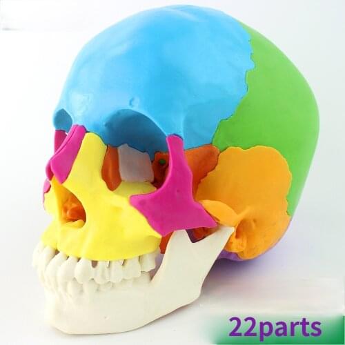 22 Parts 1:1 Life Size Medical Humans Skull Model Micro Plastic Surgery Stomatology Head Detachable with English Manual