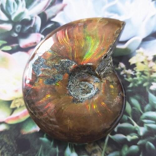 Beautiful rainbow conch Fossil crystal Mineral sample Natural gemstone Madagascar reliquiae Crystals Healing