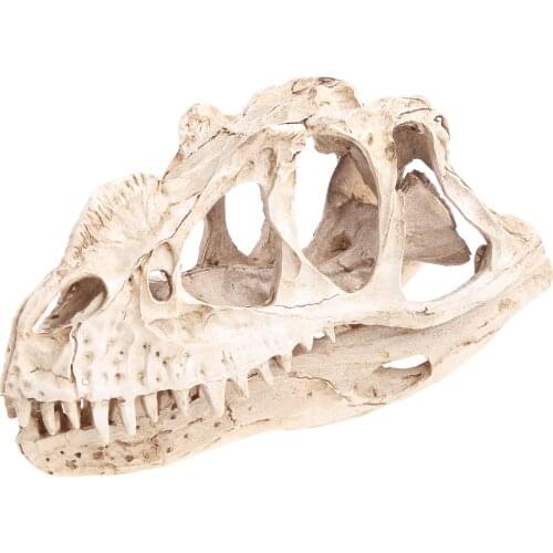 B2EF Ceratosaurus Dinosaur Skull Resin Crafts Skeleton Teaching Model Halloween Home Office Decoration