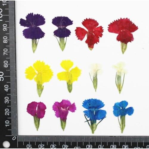 120pcs Pressed Dried Dianthus chinensis L. Flower Plants Herbarium For Jewelry Making Postcard Frame Phone Case Craft DIY