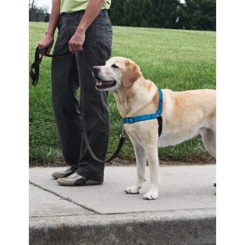 Poyraz Global Collars, Harnesses And Leashes