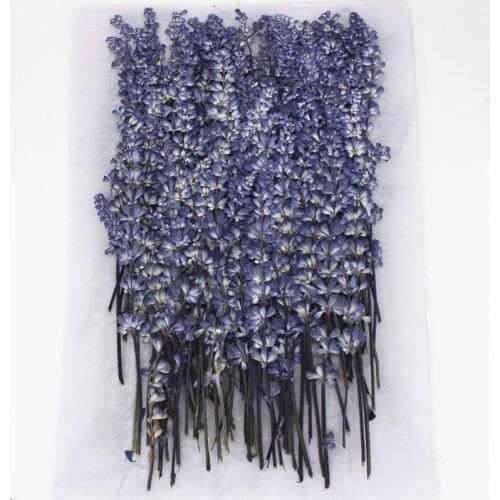 120pcs Sage dried flower real floral label non-lavender embossed DIY photo frame bookmark beauty