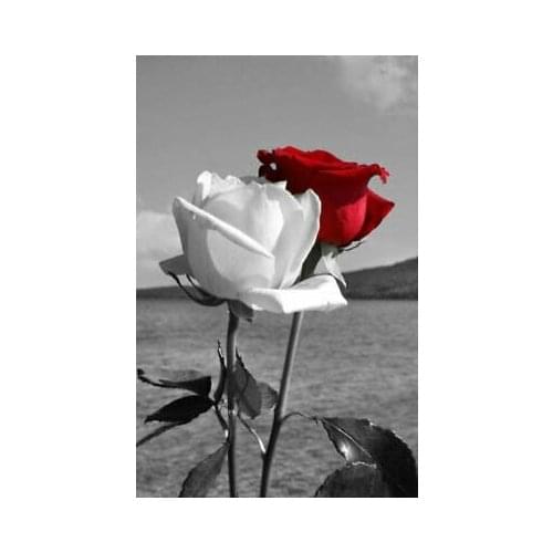 Red and White Roses Art Film Print Silk Poster Home Wall Decor 24x36inch