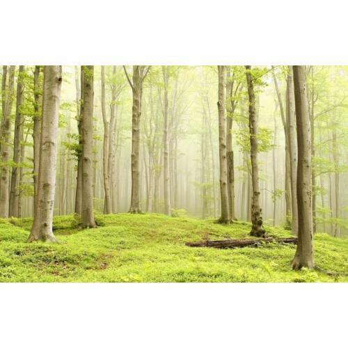 Green woods landscape TV background wall 3d wallpaper for walls 3 d for living room custom wallpapers