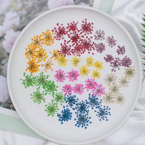 12pcs Pressed Dried Ammi Majus Flowers Plant Herbarium For Jewelry Postcard Invitation Card Phone Case Bookmark Making DIY