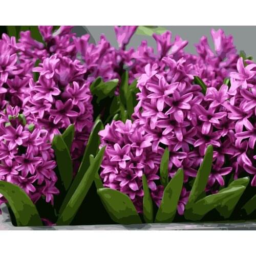 MaHuaf-i909 Pink Hyacinth DIY painting by numbers flowers Acrylic picture wall art canvas painting for home decor unique gift