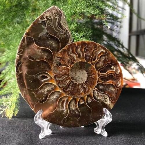 Natural Stone, Chrysanthemum Conch Piece, With Geode. Rear Shell Light, 6-8cm Diameter Free Display Rack
