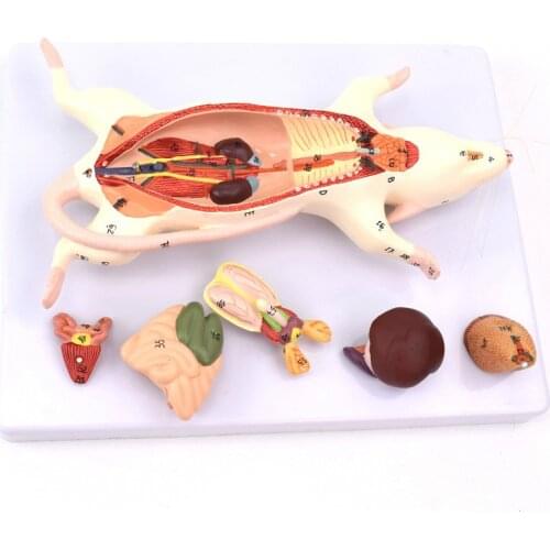 24cm Anatomical structure model of organ in mice External observation and internal anatomy of mice