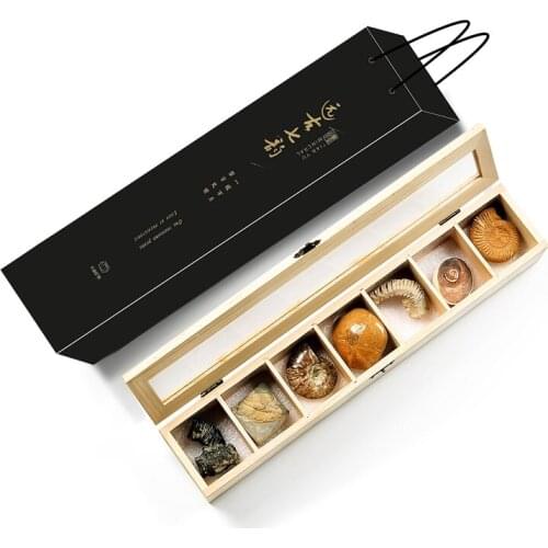 Natural paleontological fossil specimens trilobite spotted colorful snail insect ammonite conch science teaching