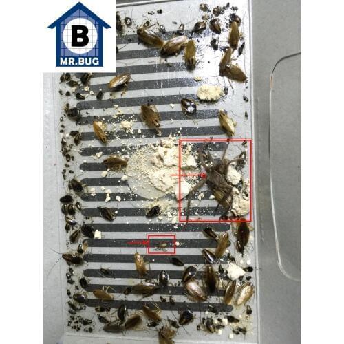 Mr Bug Cockroach Trap Bait killer Cockroaches Repeller Pest Control Roach Ants Termites Spider Rat Mouse Traps Insect Killing