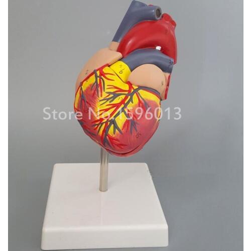 Human Life-Size Heart Model with marked,Anatomical Heart Model