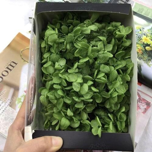 20g/box High Quality Natural Fresh Hydrangea Dried Flower Head DIY Real Eternal Flower Material Gift Box Wedding Party Decor Art
