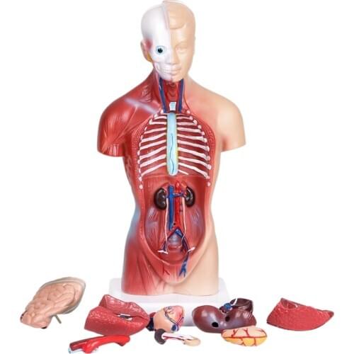 Human Torso Body Anatomy Model Heart Brain Skeleton Medical School Educational 11 Inch Halloween decoration