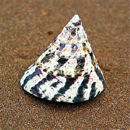 Natural conch shell snail aquarium 6CM flower tower floor home decoration ornaments gift collection natural spiral shell