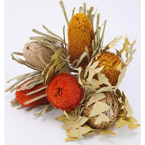 Natural Banksia Integrifolia Bankwood Preserved Flowers Lucky Buddha Photograph Home Desktop Office Garden Wedding Decoration