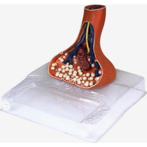 Brand New Enlarged Nerve Endings/terminal Synapse Model 107