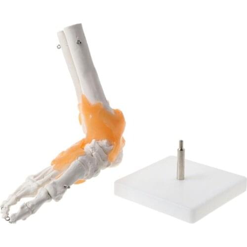 1: 1 Human Skeleton Human Model Joint Medical Anatomy Ankle Ligament Anatomically Teaching Resource Tool