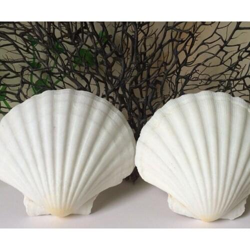 3pcs natural white Conch sea shell white scallop shell for fish tank decoration or gift