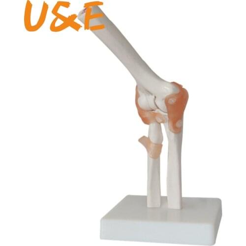 Human Elbow Joint Model Anatomical Anatomy Elbow Joint Medical Model Orthopedics