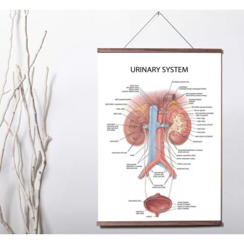 Educational Anatomy Human Urinary System University Medical Art Canvas poster decoration painting with solid wood hanging scroll