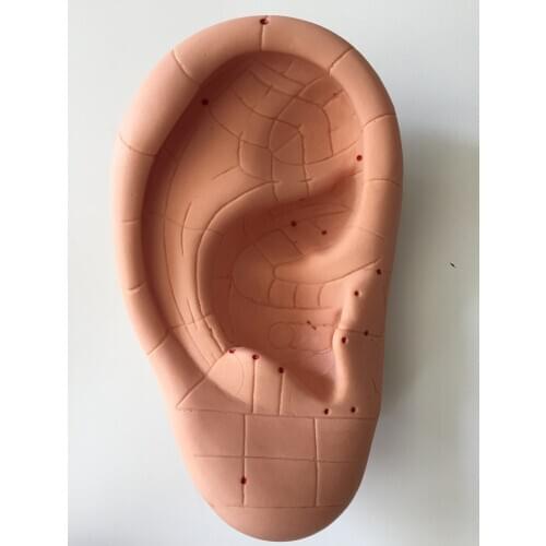 DIY ear hole model blank ear acupoint model drum their ear film on the ear