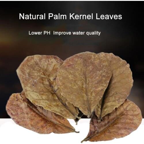 10pcs/300pcs Natural Terminalia Catappa Foetida Leaves Island Almond Leaf Fish Cleaning Treatment Aquarium Catappa Leaves
