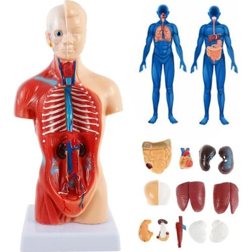 Human Torso Body 4D Anatomical Assembly Model Educational Toys Anatomical Medical Internal Organs Skeleton System For Teaching