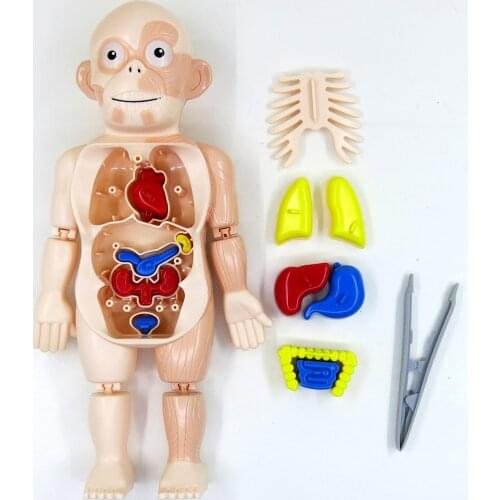 Human Body Removable Organs Anatomy DIY Assembled Toys Body Organ Ages 8