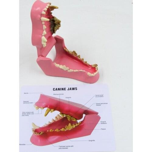 1:1 Life Sized Animal Dog Teeth Canine Jaws Dental Teaching Pathology Anatomical Model