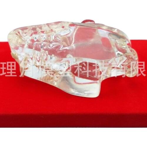 Transparent cat tooth model transparent dog tooth Animal tooth Felidae tooth model high quality resin