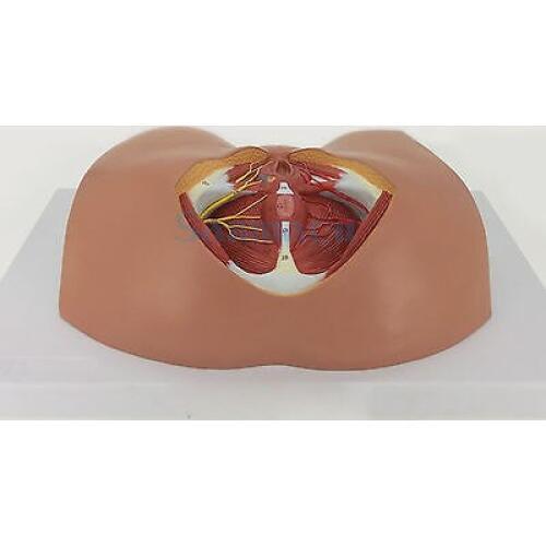 Human Female Perineum Anatomy Anatomical Medical Education Vasculature Nerve Model
