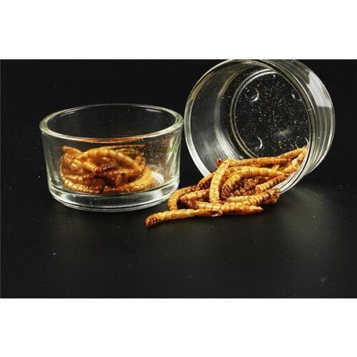 2 pieces/lot glass reptile glass box food basin transparent glass bowl drink water bowl small reptile dedicated feeding pots