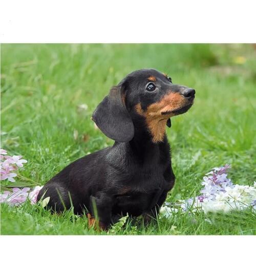 Dachshund dog Full Square Diamond Painting Animal cute Dog DIY Diamond Embroidery 5D Rhinestones pet Picture By Numbers L611