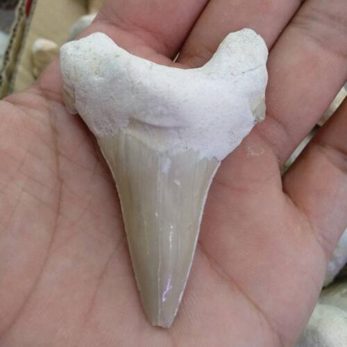 1pcs Huge Beautiful Megalodon Tooth Fossil Shark Teeth