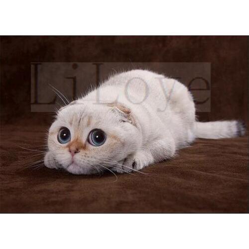 New Diamond Embroidery Cat 5D DIY Diamond Painting Cross stitch Full Square Diamond Mosaic Decoration Paintings gift Kits FZ848