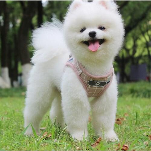 Dog Harness Leash Set for Small Medium Dogs Cat Pet Accessories Vest Puppy Chest Strap Pug Chihuahua Bulldog Dog Accessories