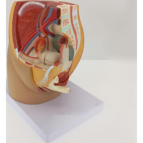 Human Female Pelvic Section Anatomical Medical Model Pelvis Anatomy Genitourinary Uterine Gynecological Teaching