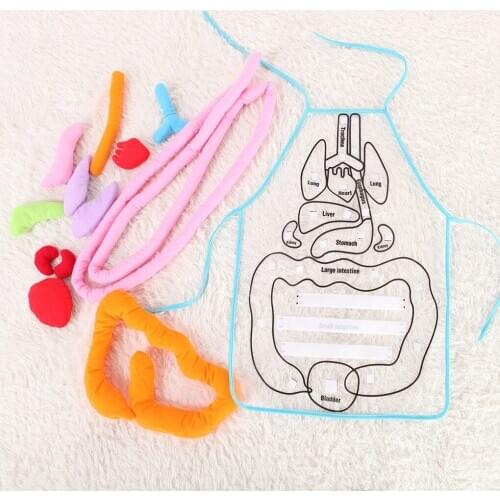 Educational Insights Toys Children Anatomy Apron Human Body Organs Awareness Preschool Home School Teaching Aids