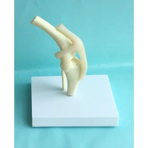Dog knee joint model dog skeleton model veterinary teaching demonstration model