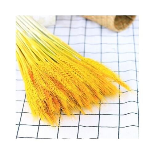 Real Wheat Ear Flower Natural Dried Flowers for Wedding Party Decoration DIY Craft Scrapbook Home Decor Wheat Bouquet 50Pcs/lot